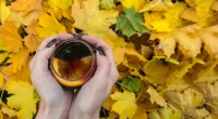 Maple