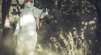 Plague